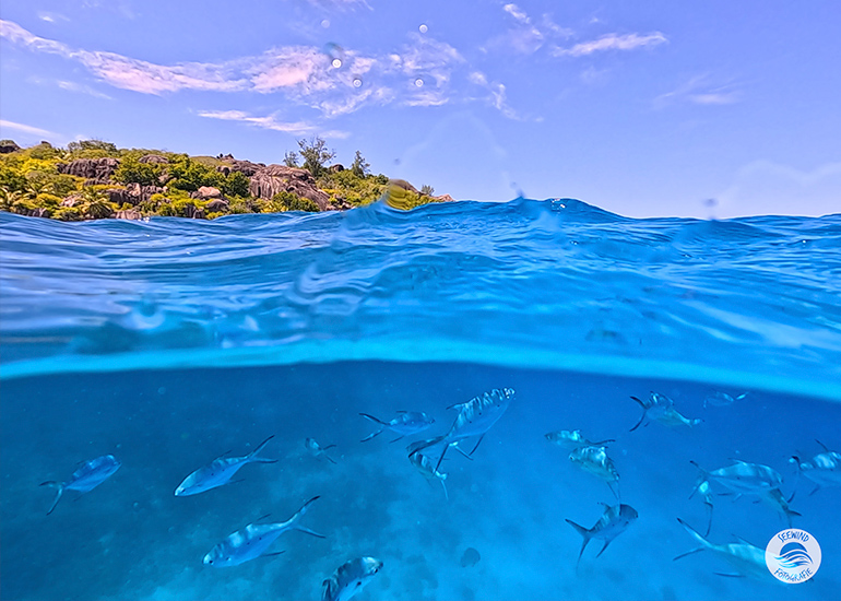 Magische Unterwasserwelt